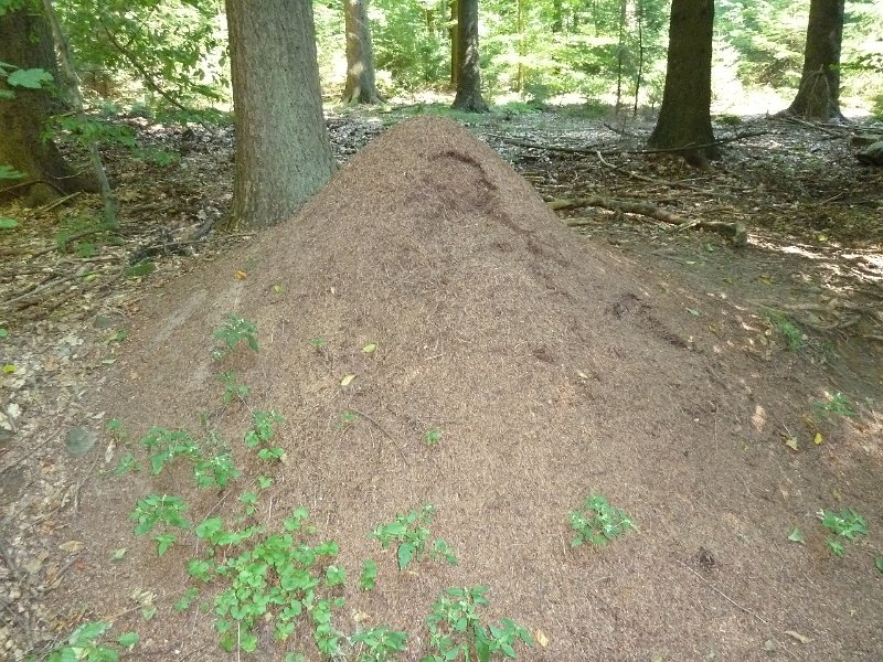 P1660106.JPG - Heidelberg