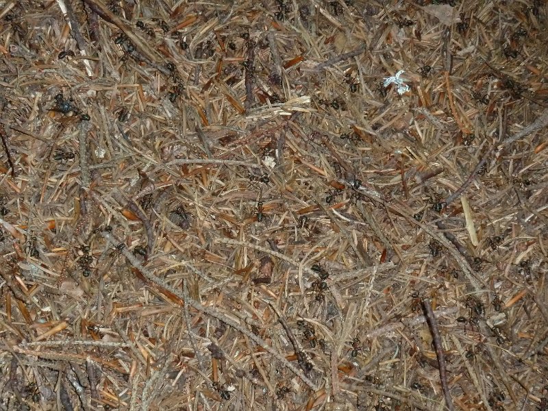 P1660107.JPG - Heidelberg