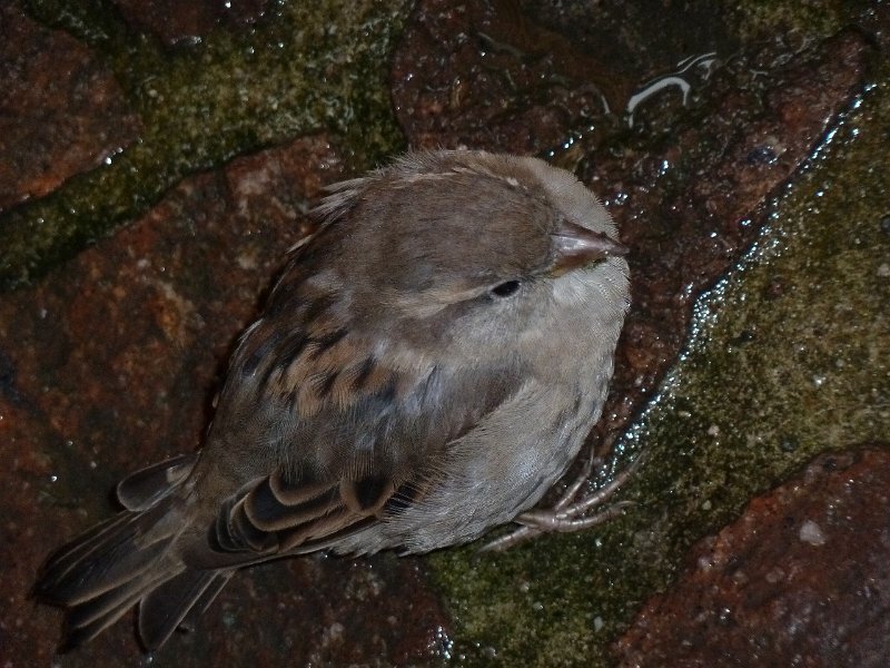 P1660133.JPG - Baden-Baden