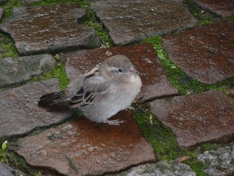 P1660134.JPG - Baden-Baden