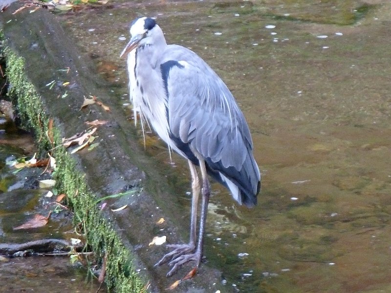 P1660136.JPG - Baden-Baden