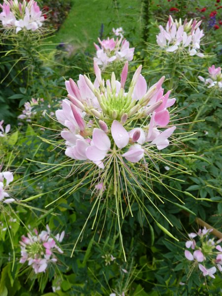 P1660143.JPG - Baden-Baden