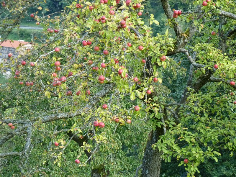 P1660170.JPG - Au im Murgtal