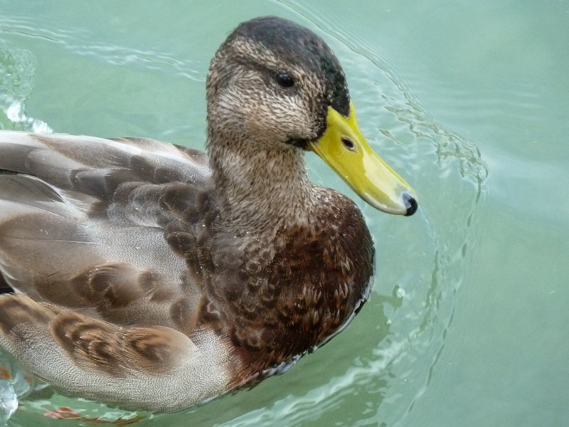 P1660236.JPG - Rust : Europapark
