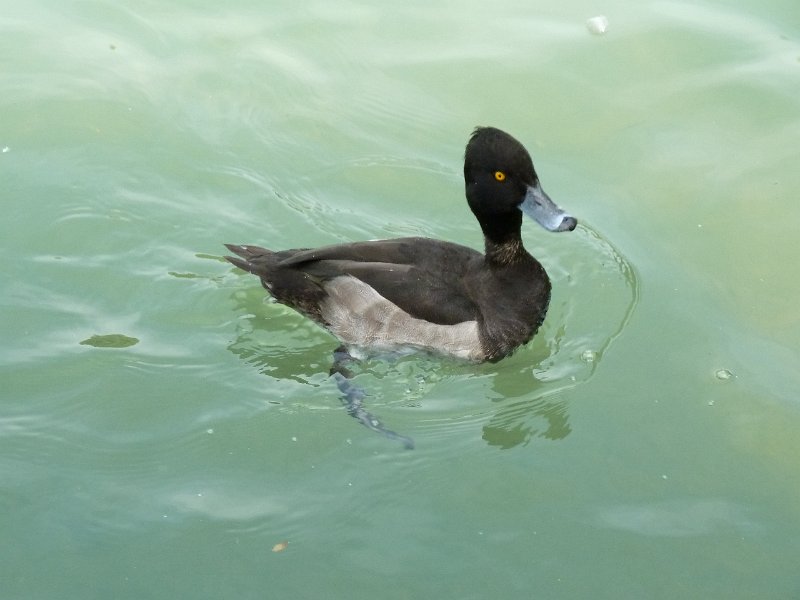 P1660237.JPG - Rust : Europapark