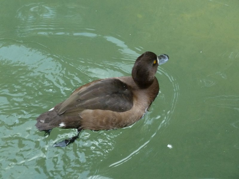 P1660238.JPG - Rust : Europapark